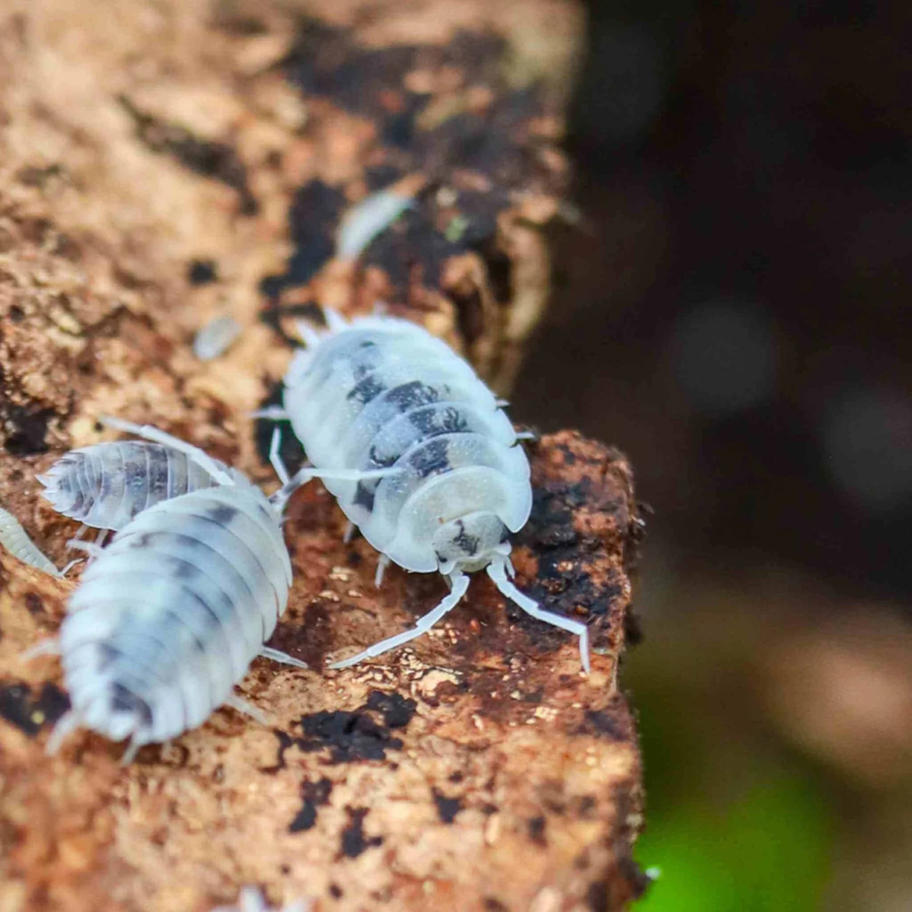 Dairy Cow Isopod