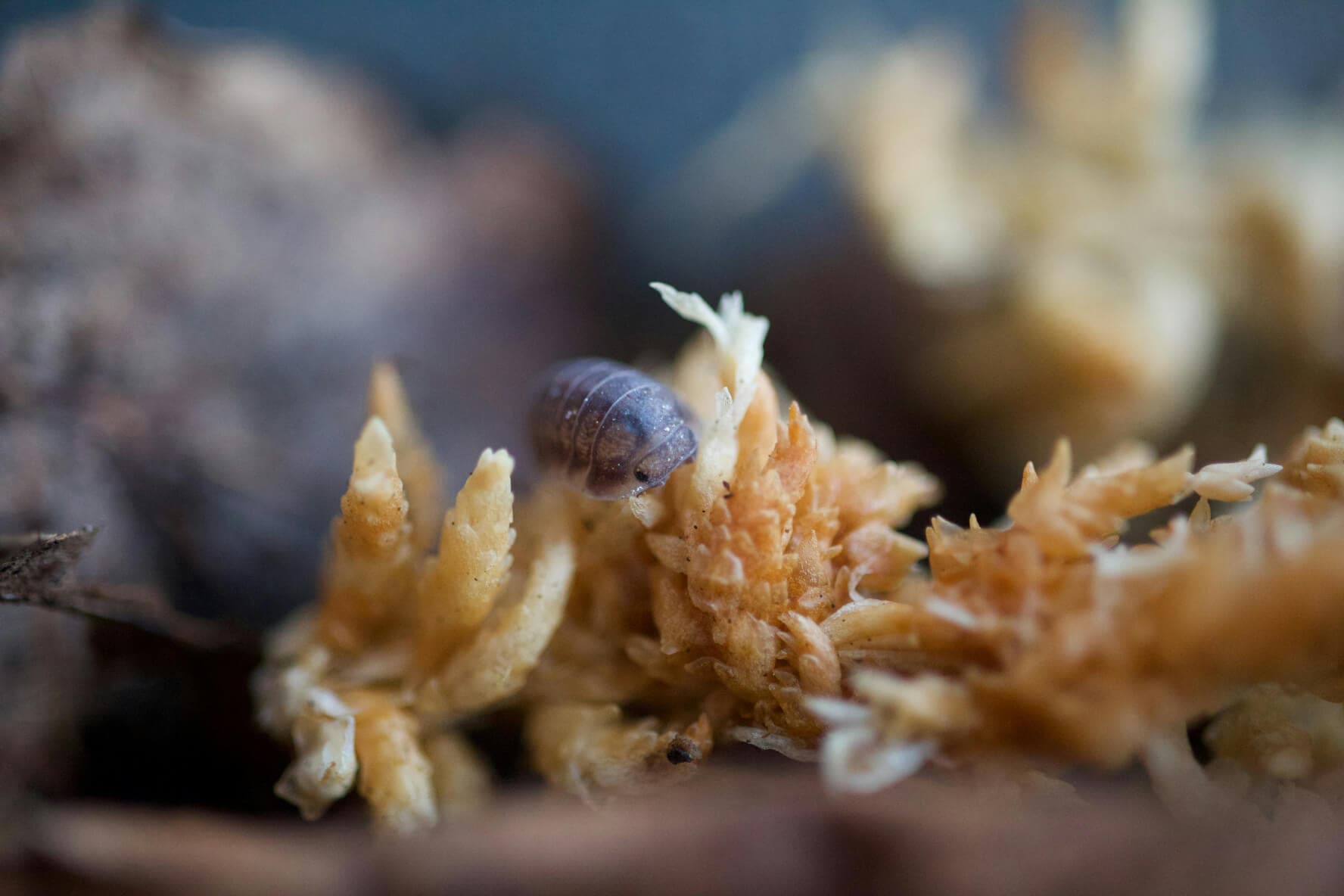 Isopod on sphagnum moss