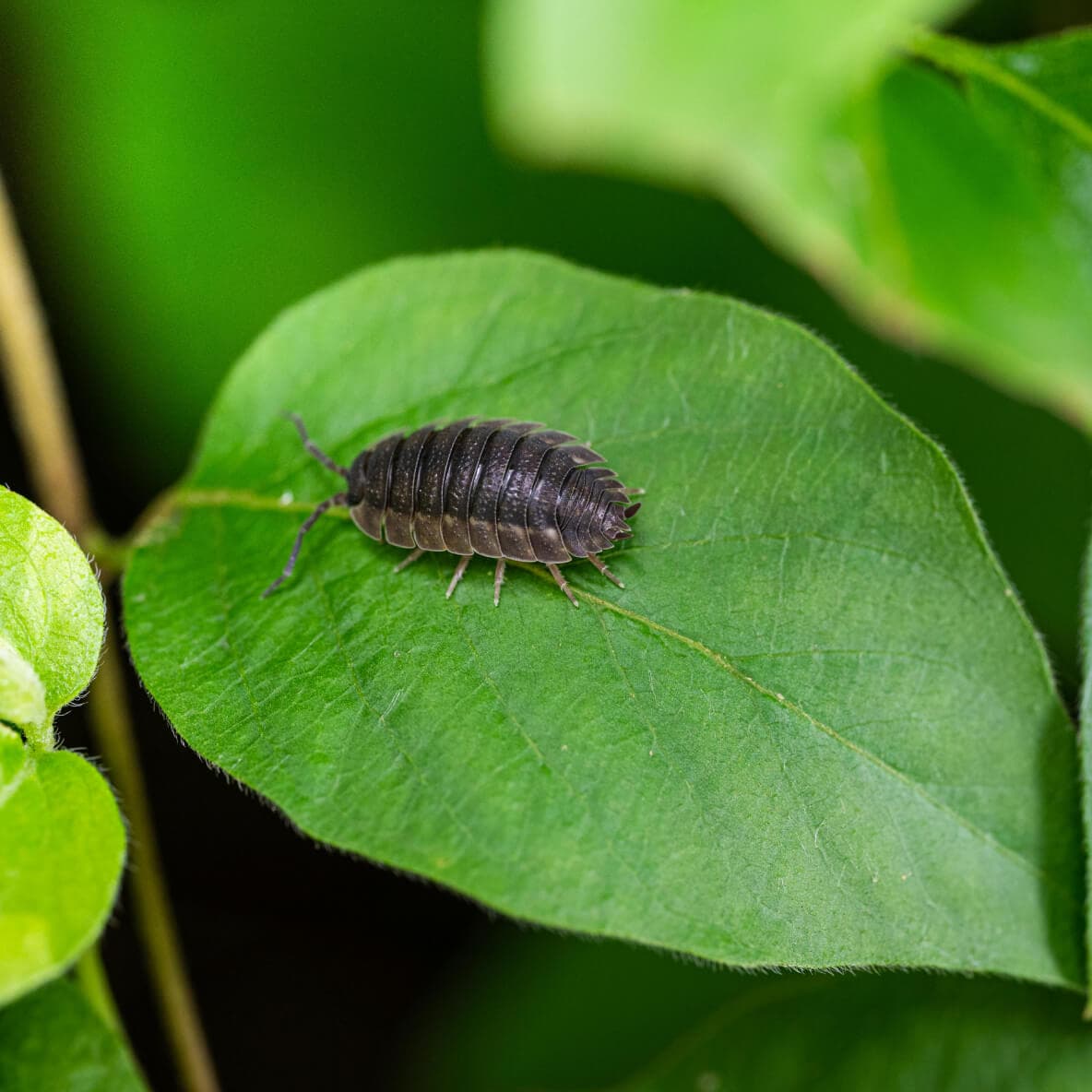 Isopod closeup