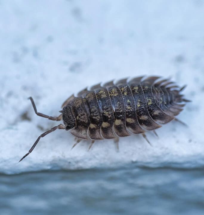 Isopod closeup