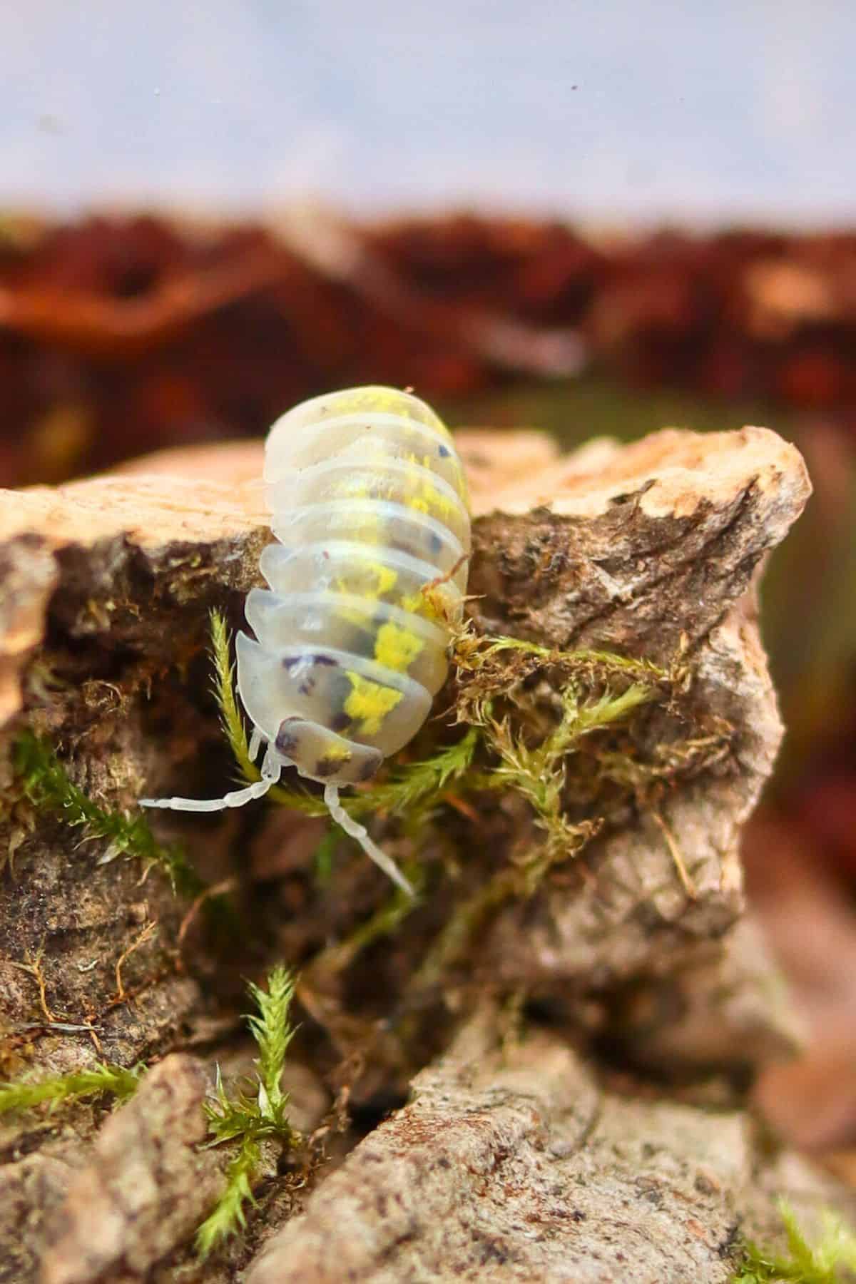 Magic Potion Isopod