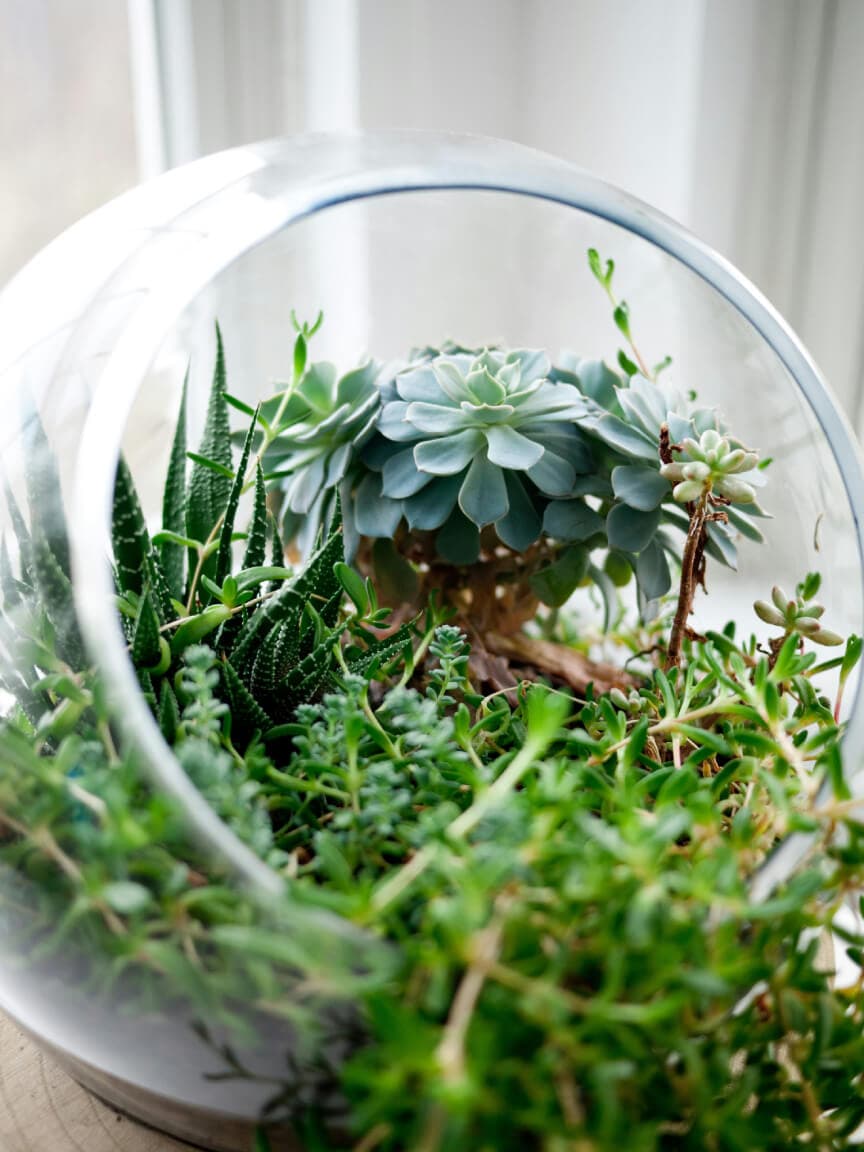 Bioactive terrarium