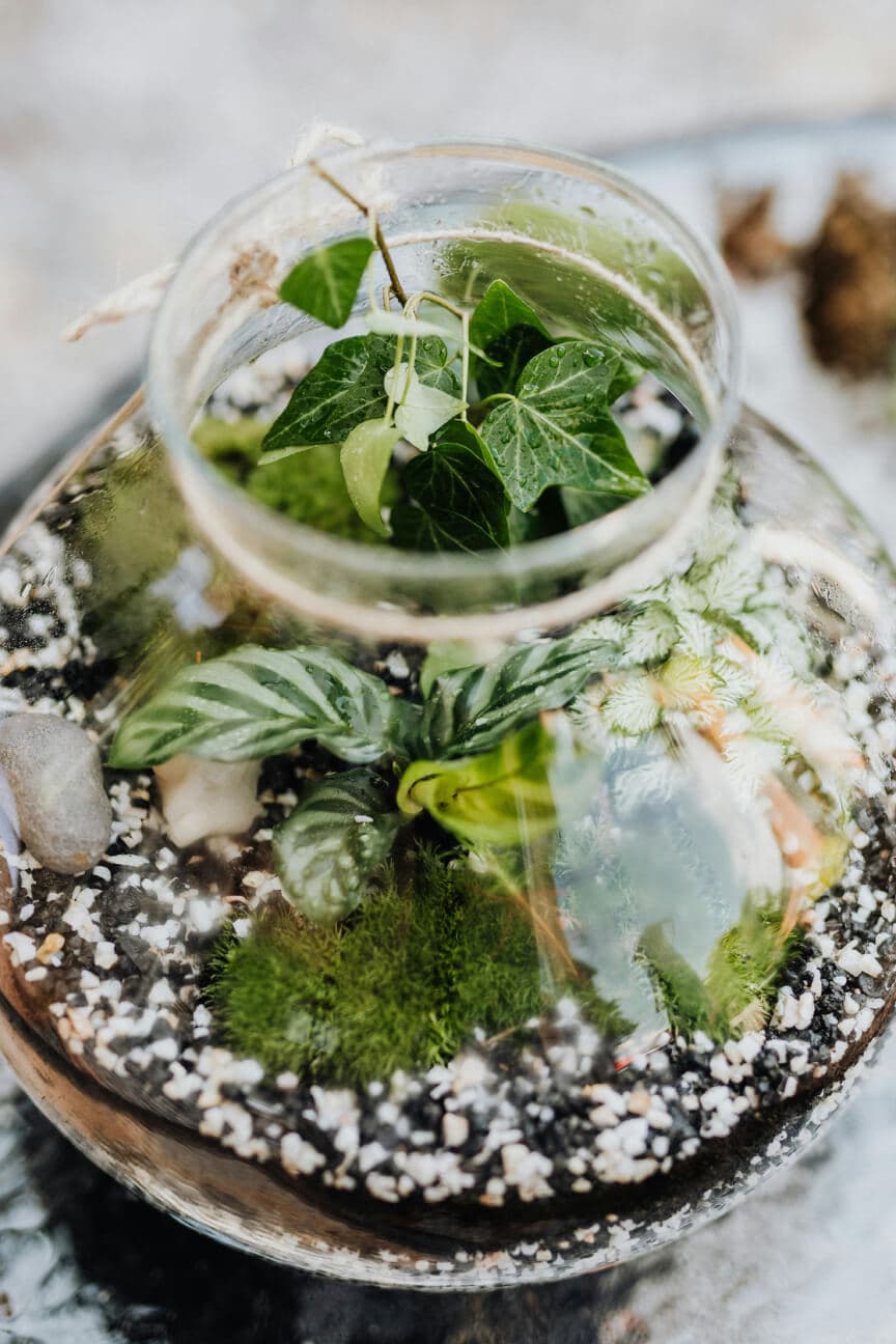 Terrarium